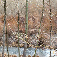 سراب مریم نگار